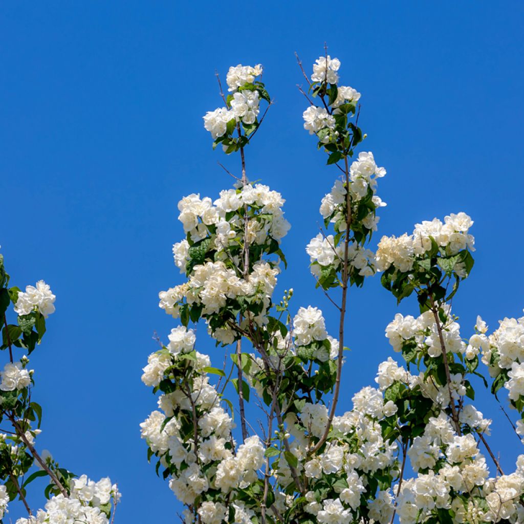 Pfeifenstrauch Virginal - Philadelphus