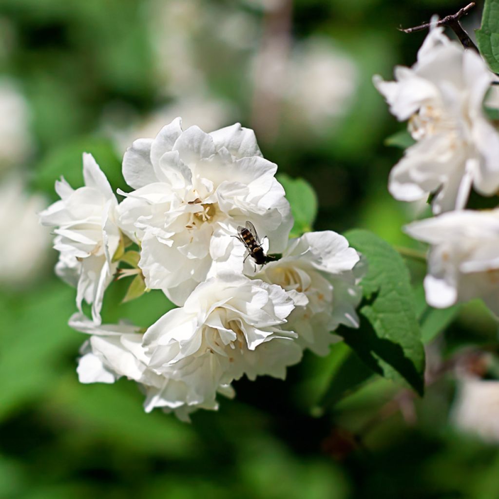 Pfeifenstrauch Virginal - Philadelphus