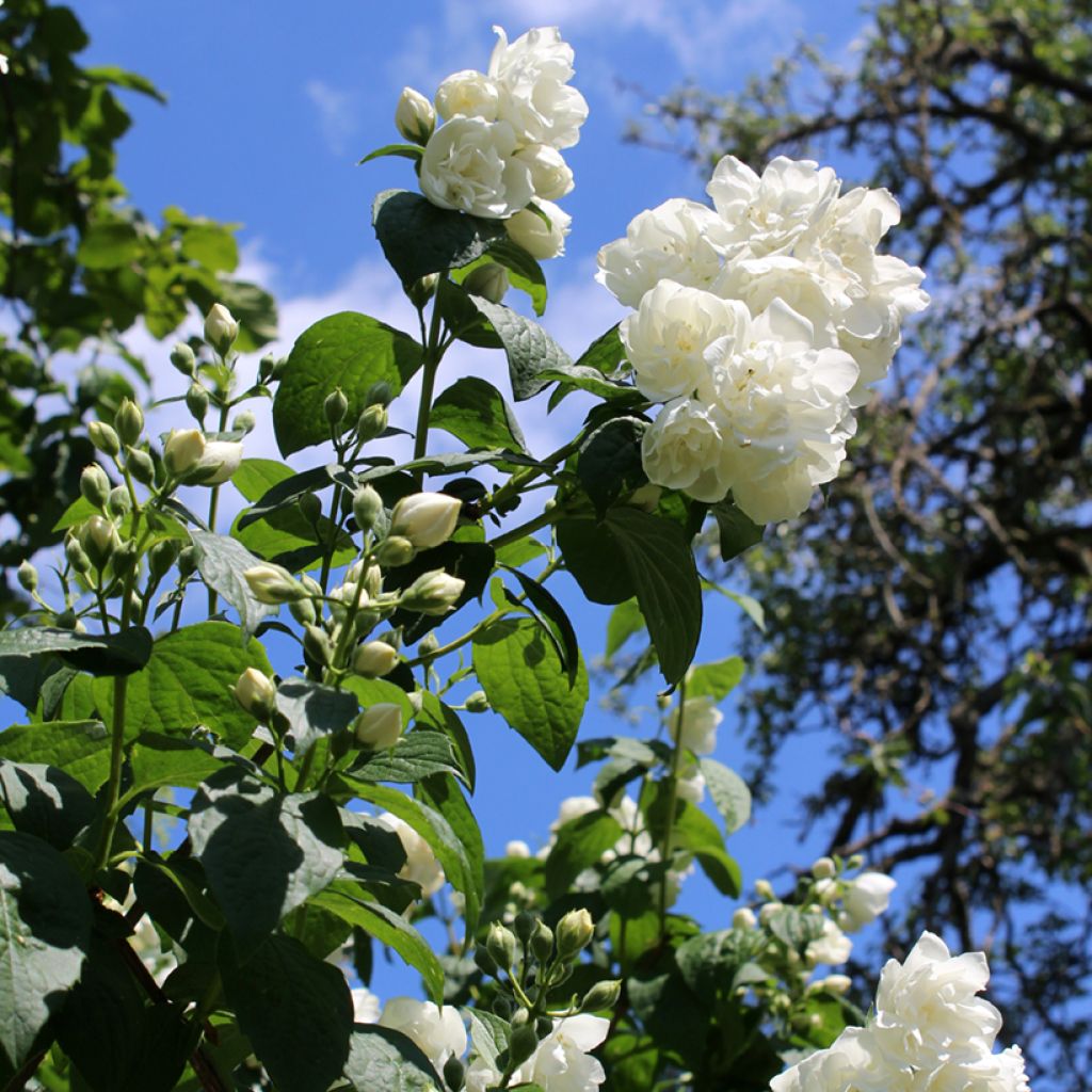 Pfeifenstrauch Virginal - Philadelphus