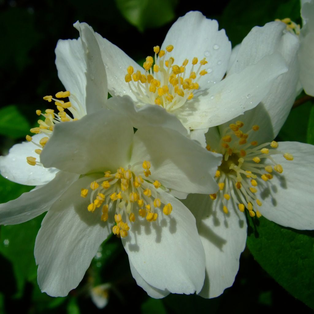 Seringat des jardins - Philadelphus coronarius Variegatus