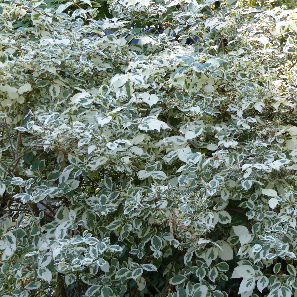 Seringat des jardins - Philadelphus coronarius Variegatus