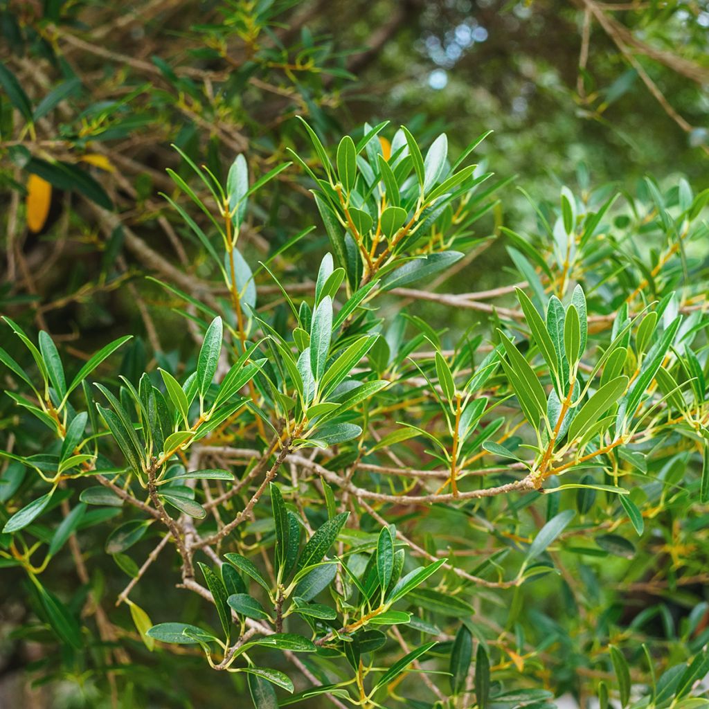 Phillyrea angustifolia Green Up