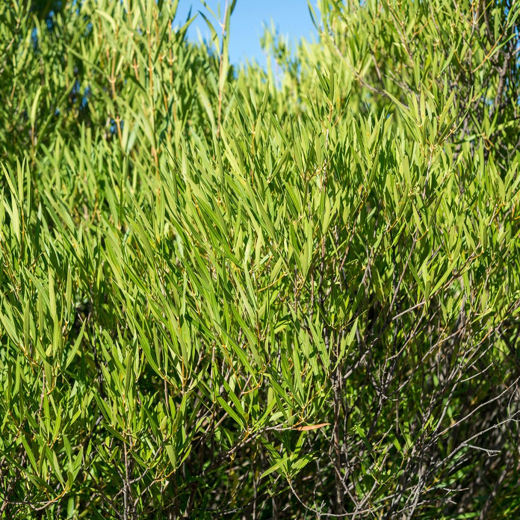 Phillyrea Rosmarinifolia