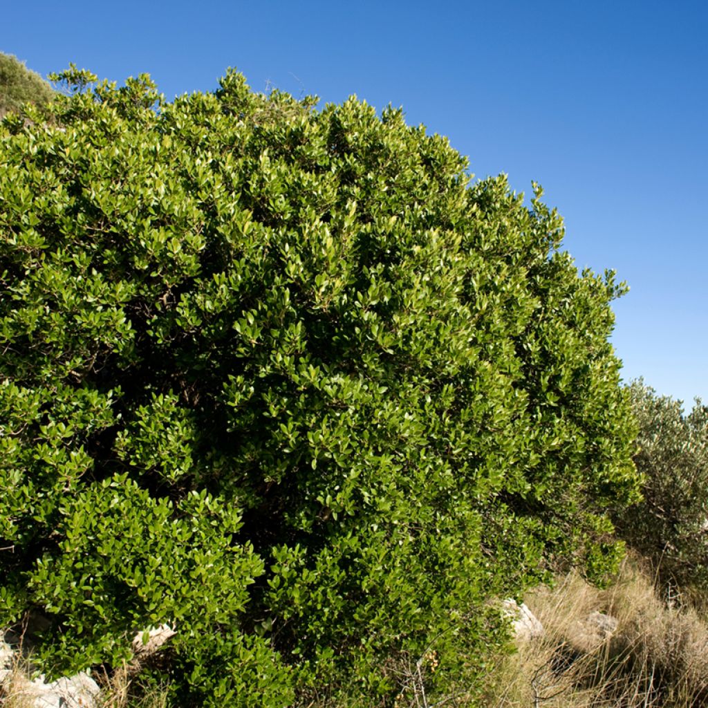 Phillyrea latifolia - Breitblättrige Steinlinde