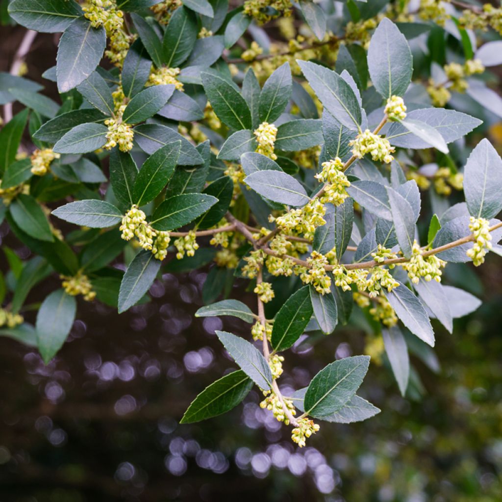 Phillyrea latifolia - Breitblättrige Steinlinde