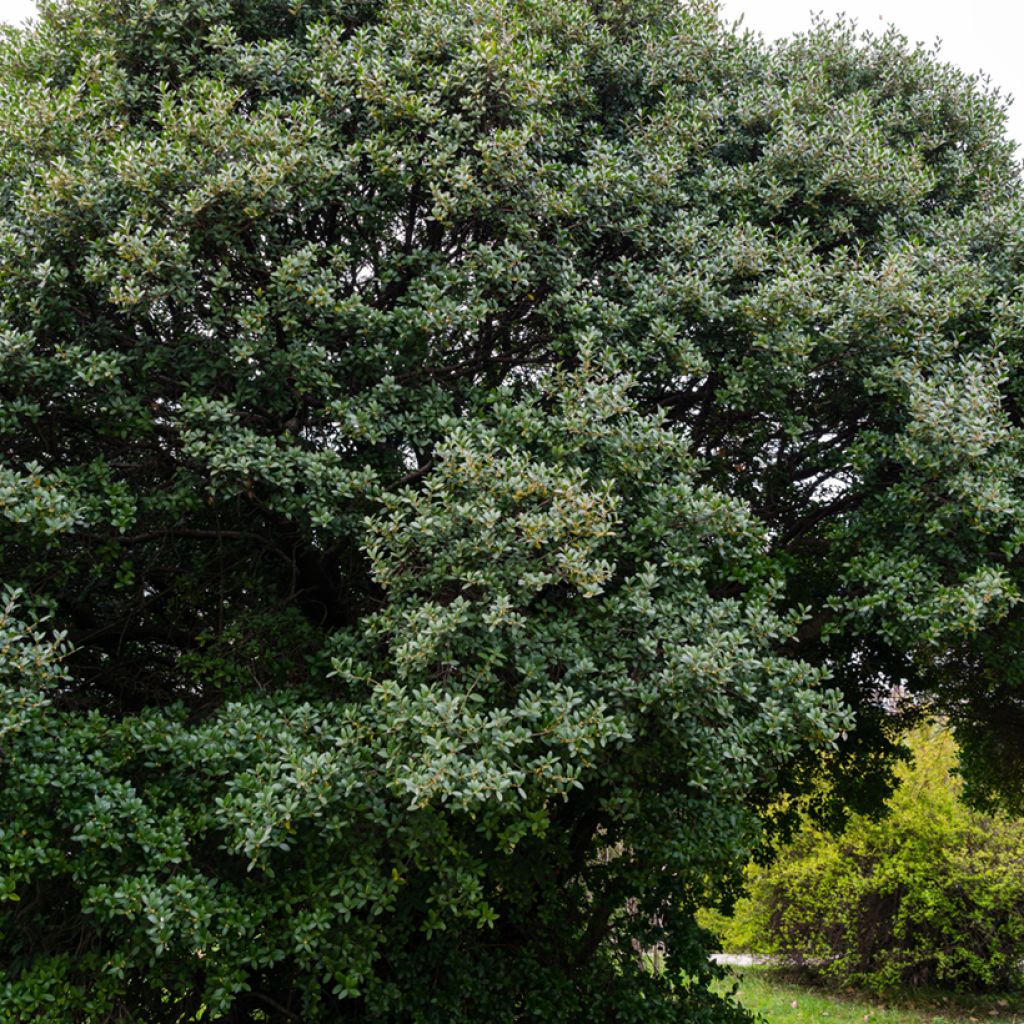 Phillyrea latifolia - Breitblättrige Steinlinde