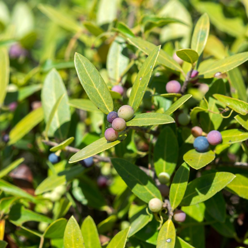 Phillyrea latifolia - Breitblättrige Steinlinde