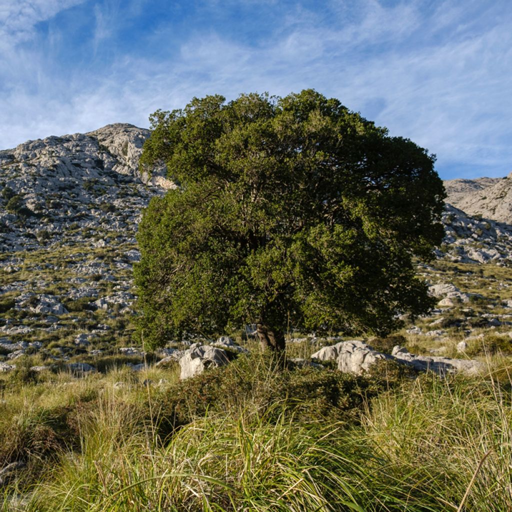 Phillyrea latifolia - Breitblättrige Steinlinde