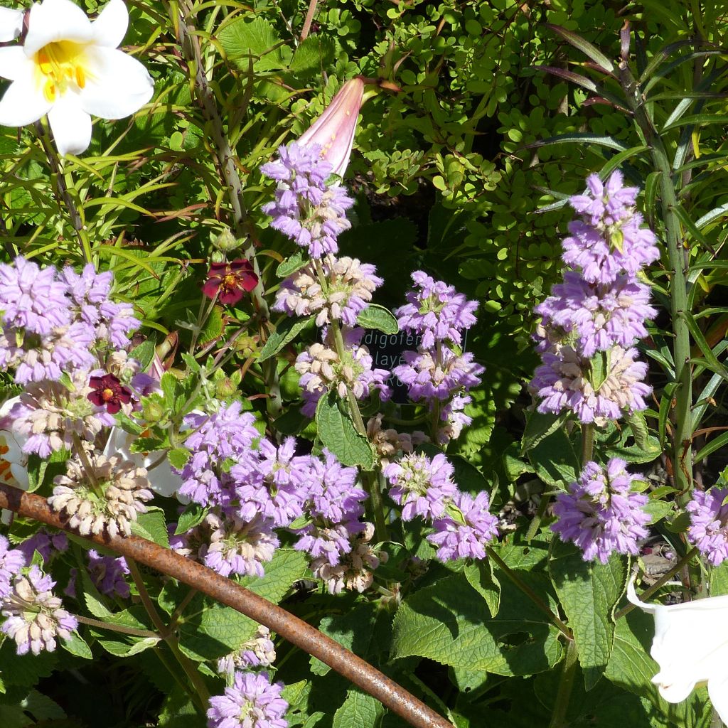 Phlomis cashmeriana - Brandkraut