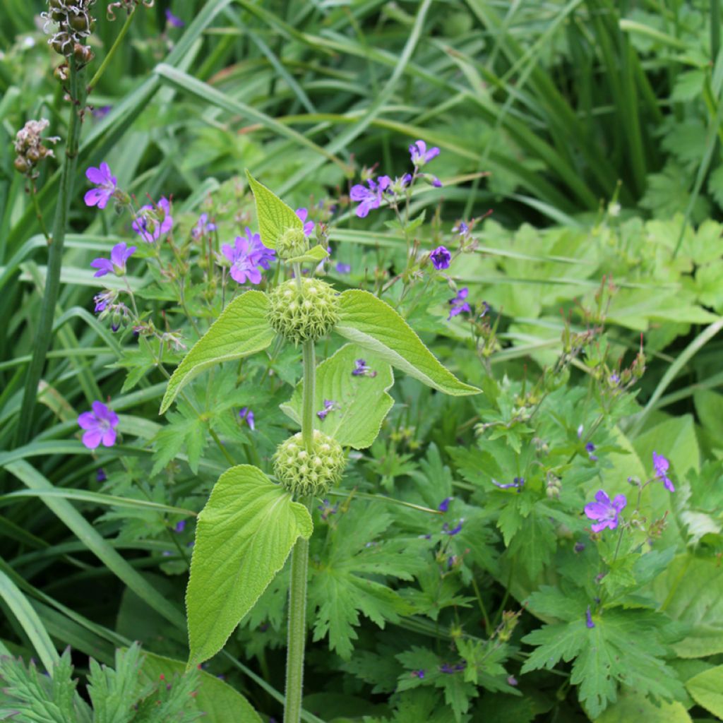 Phlomis russeliana - Syrisches Brandkraut