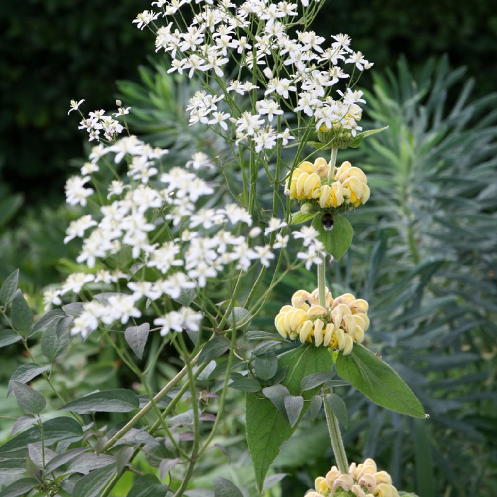 Phlomis russeliana - Syrisches Brandkraut