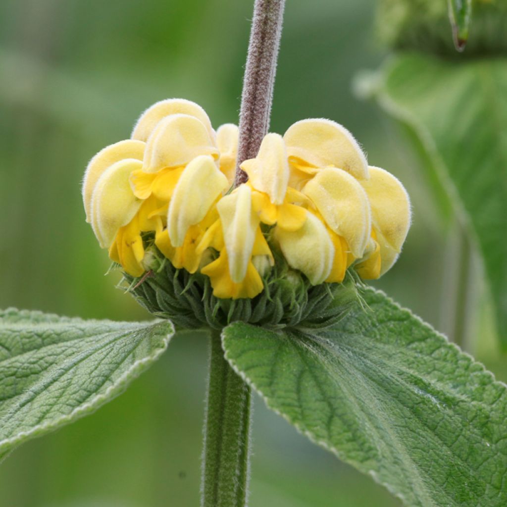 Phlomis russeliana - Syrisches Brandkraut