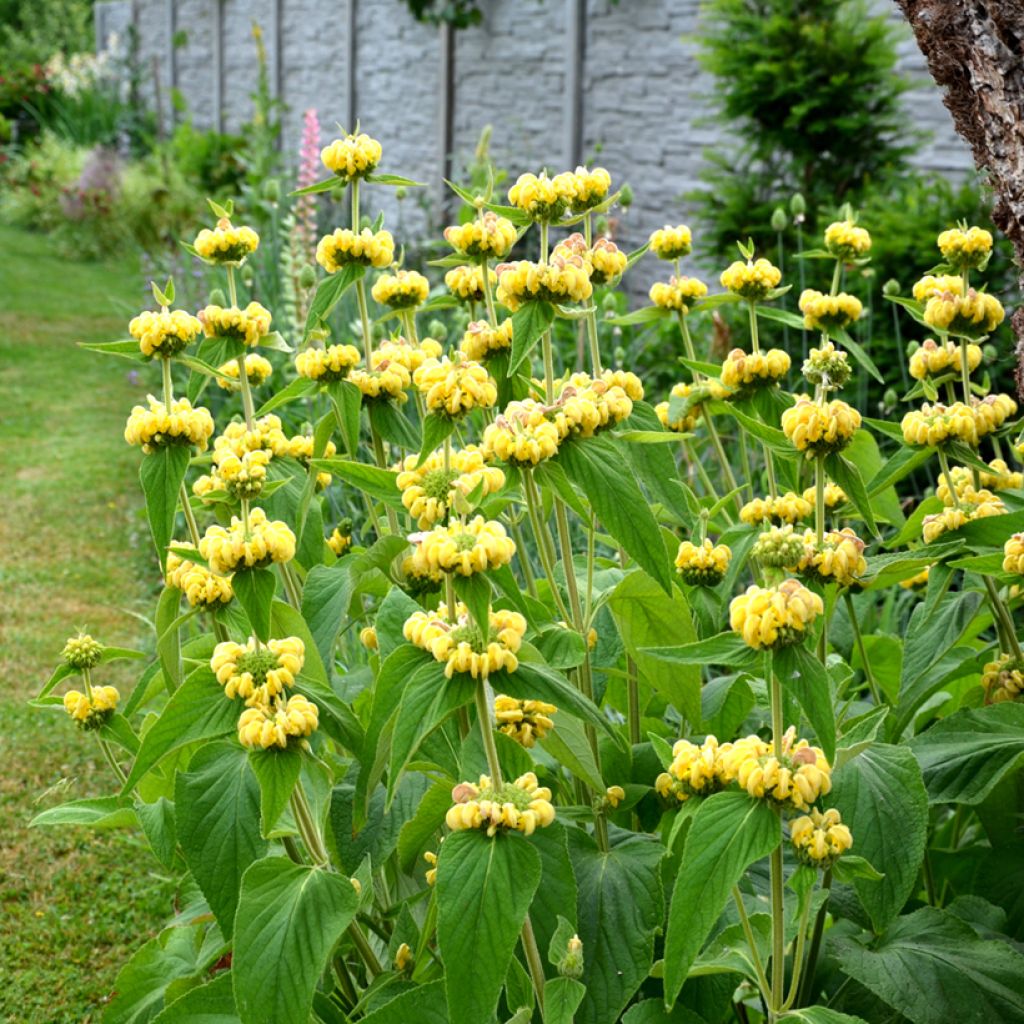 Phlomis russeliana - Syrisches Brandkraut