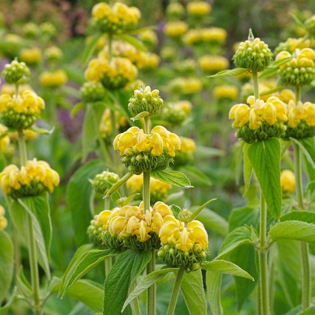 Phlomis russeliana - Syrisches Brandkraut