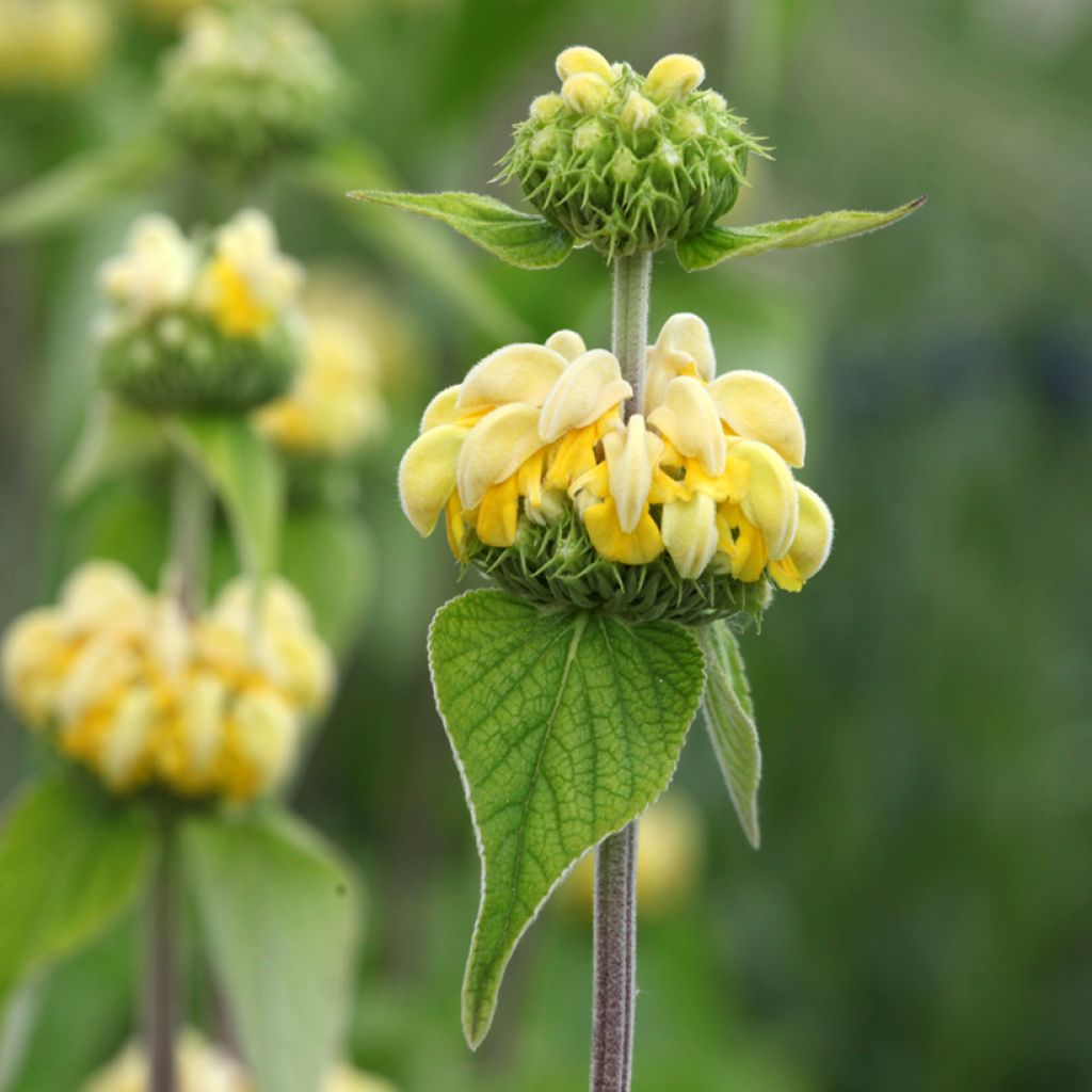 Phlomis russeliana - Syrisches Brandkraut