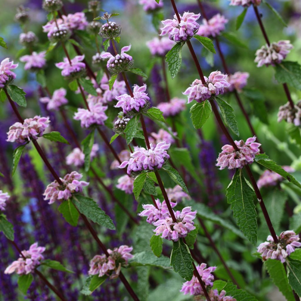 Phlomis cashmeriana - Brandkraut