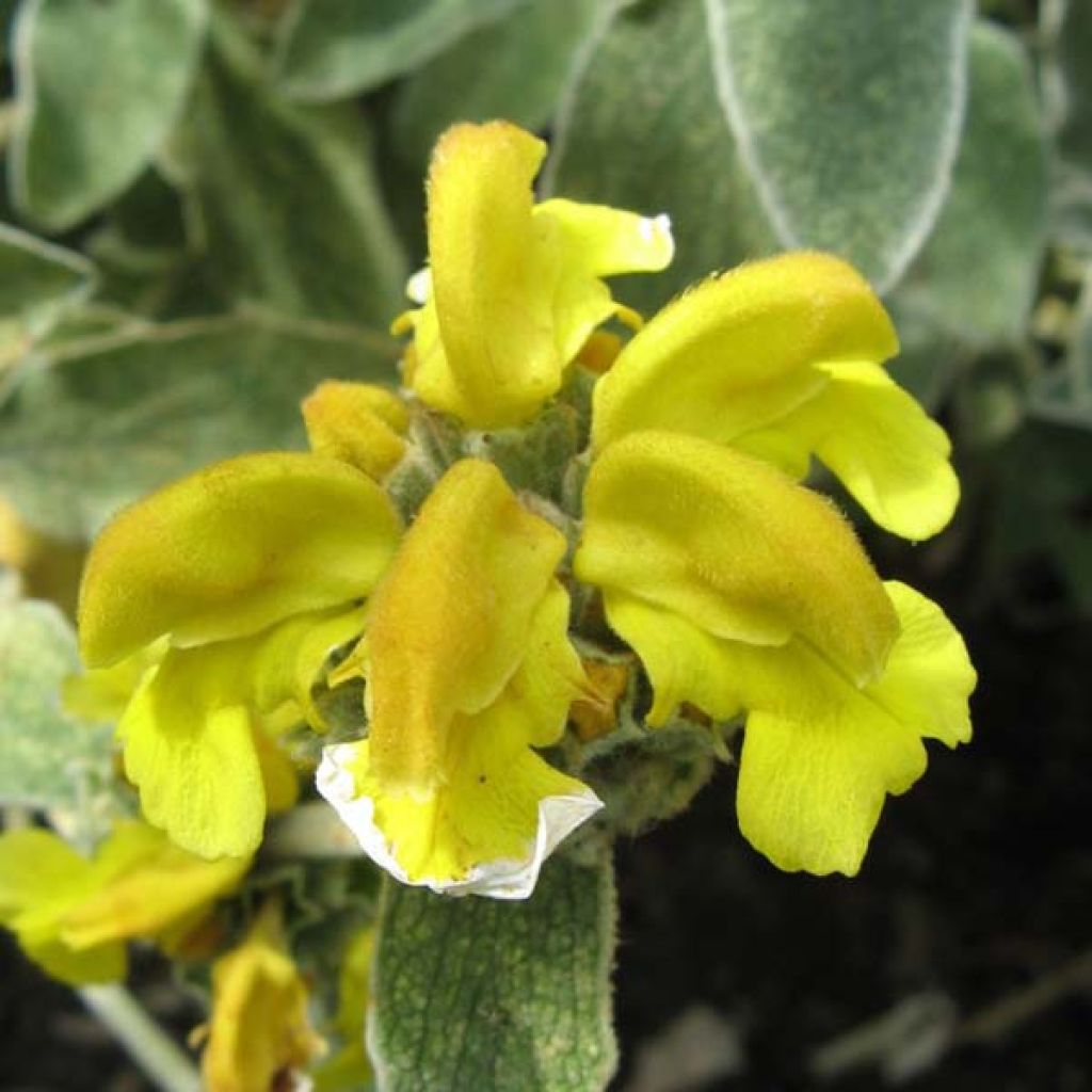 Phlomis fruticosa - Strauchiges Brandkraut