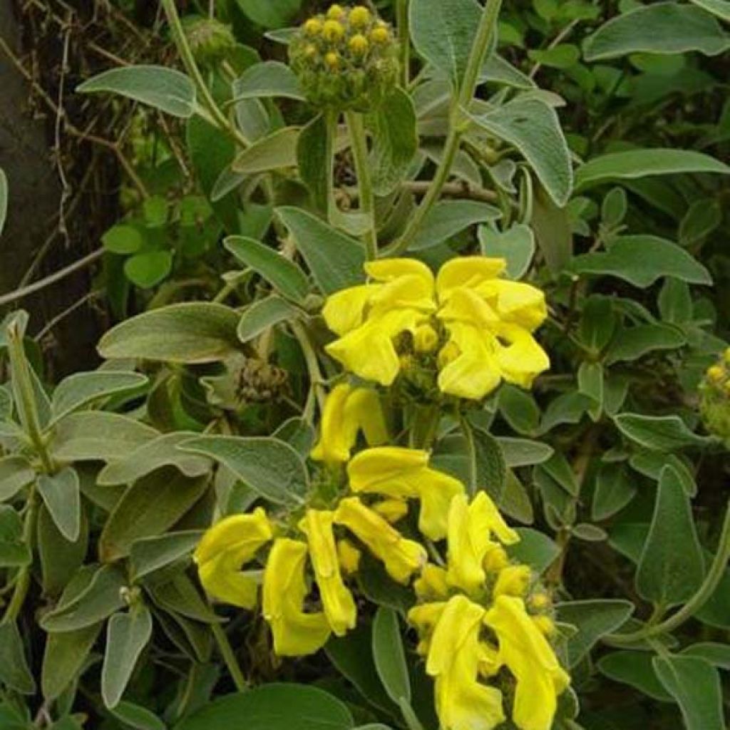 Phlomis fruticosa - Strauchiges Brandkraut