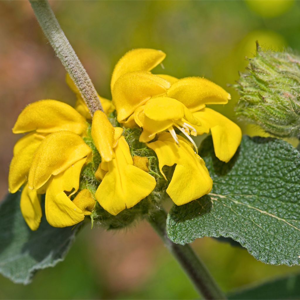 Phlomis bourgaei - Brandkraut