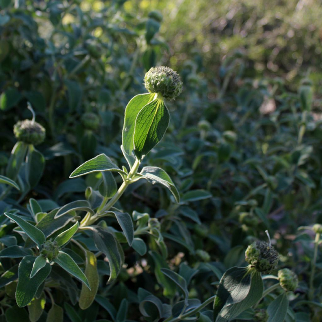 Phlomis fruticosa - Strauchiges Brandkraut