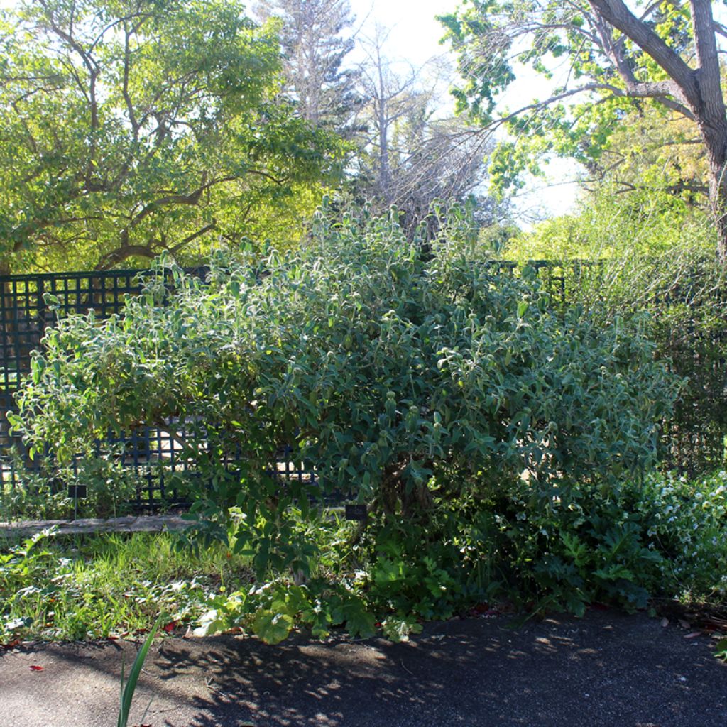 Phlomis fruticosa - Strauchiges Brandkraut