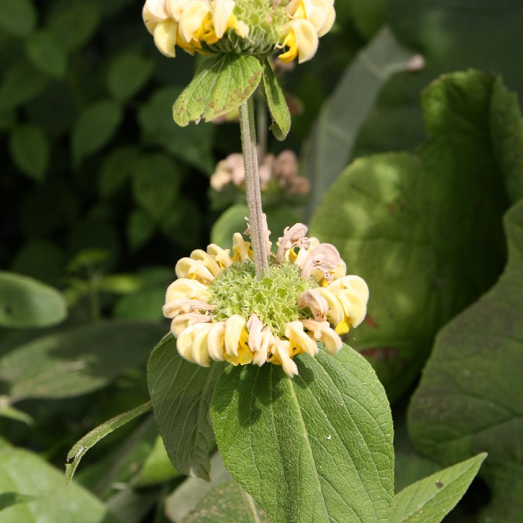 Phlomis fruticosa - Strauchiges Brandkraut