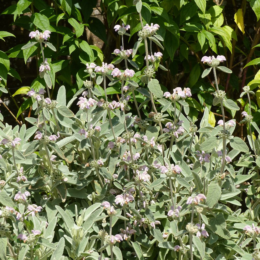 Phlomis purpurea - Brandkraut