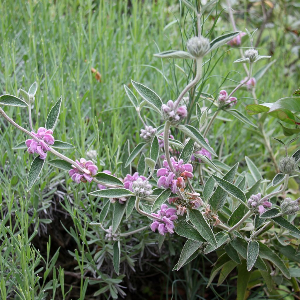 Phlomis purpurea - Brandkraut