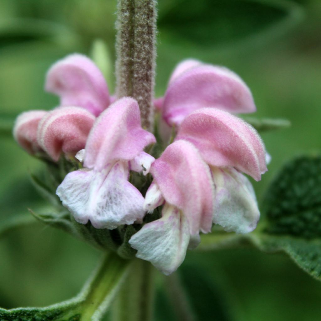 Phlomis purpurea - Brandkraut