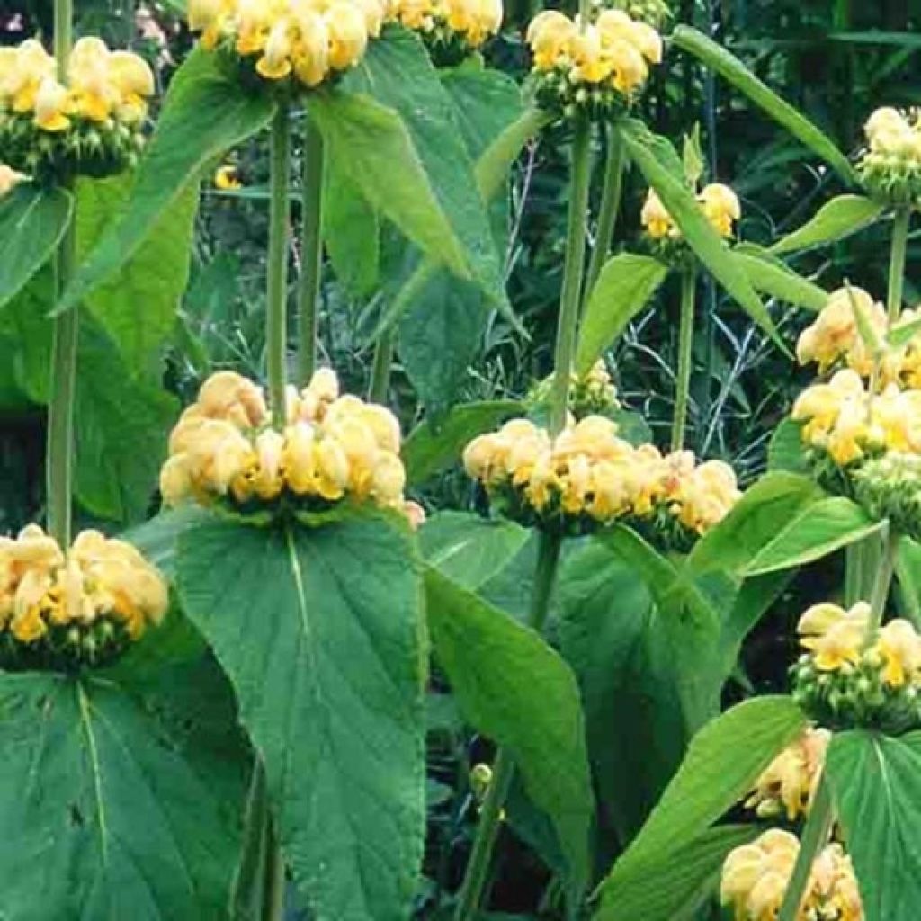 Phlomis russeliana - Syrisches Brandkraut