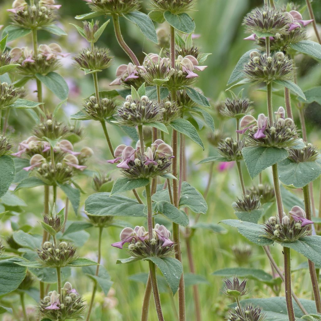 Phlomis samia - Samos-Brandkraut