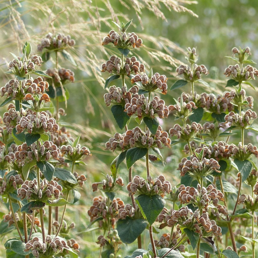 Phlomis samia - Samos-Brandkraut