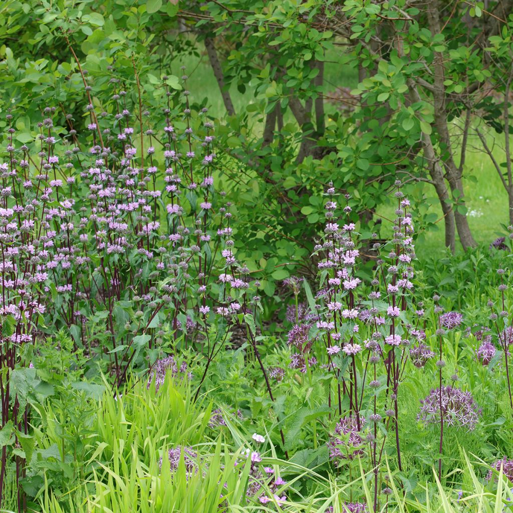 Phlomis tuberosa Amazone - Knollen-Brandkraut