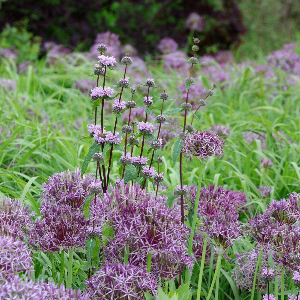 Phlomis tuberosa Amazone - Knollen-Brandkraut