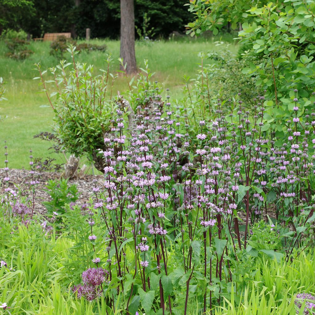 Phlomis tuberosa Amazone - Knollen-Brandkraut