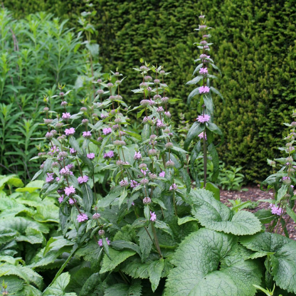 Phlomis tuberosa Amazone - Knollen-Brandkraut