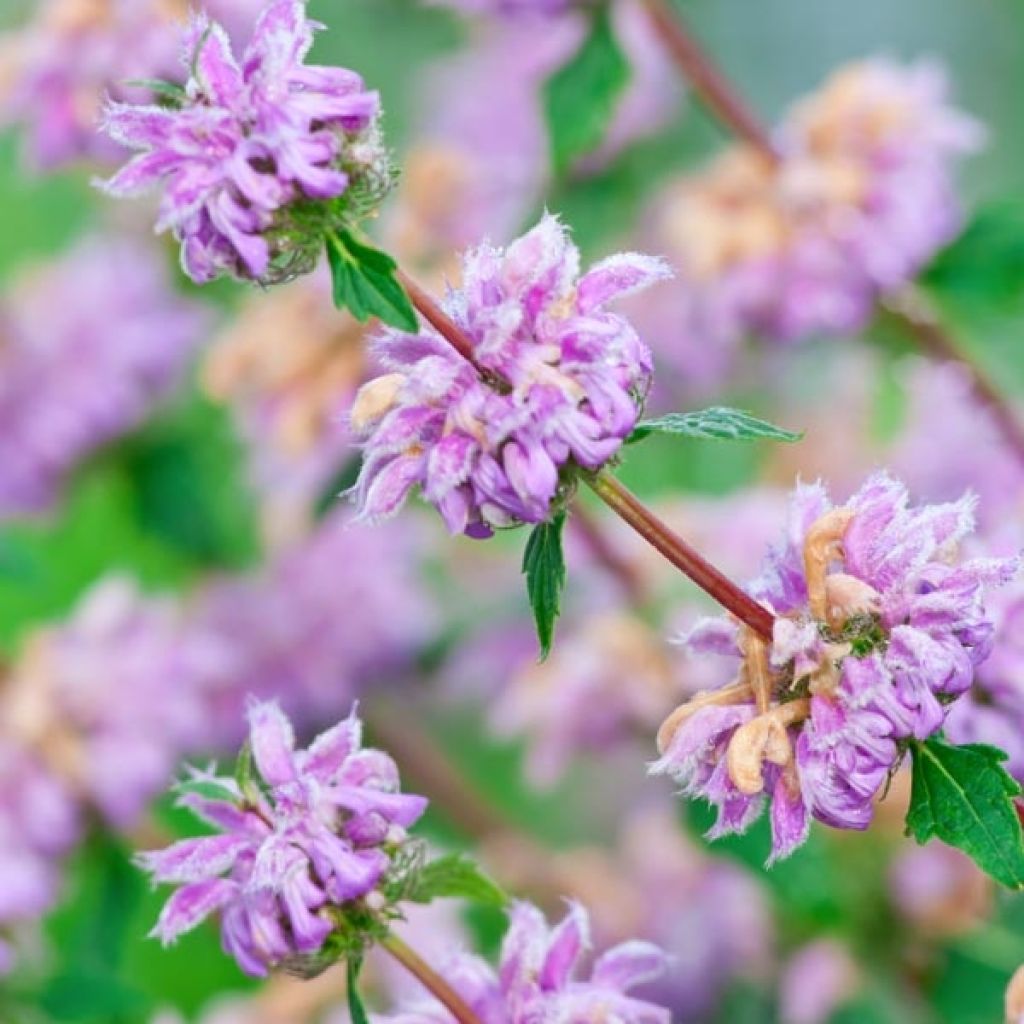 Phlomis tuberosa Amazone - Knollen-Brandkraut