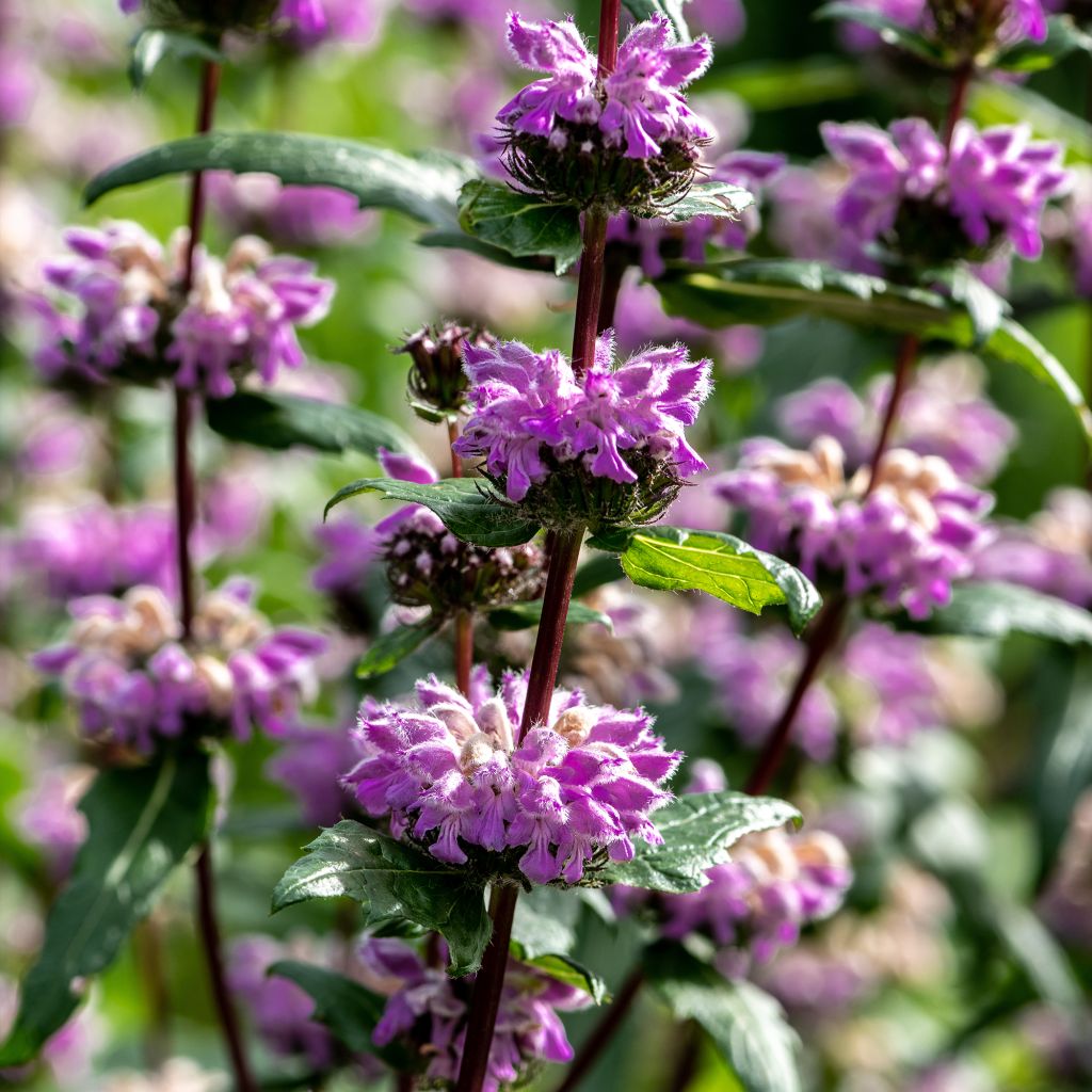 Phlomis tuberosa Amazone - Knollen-Brandkraut