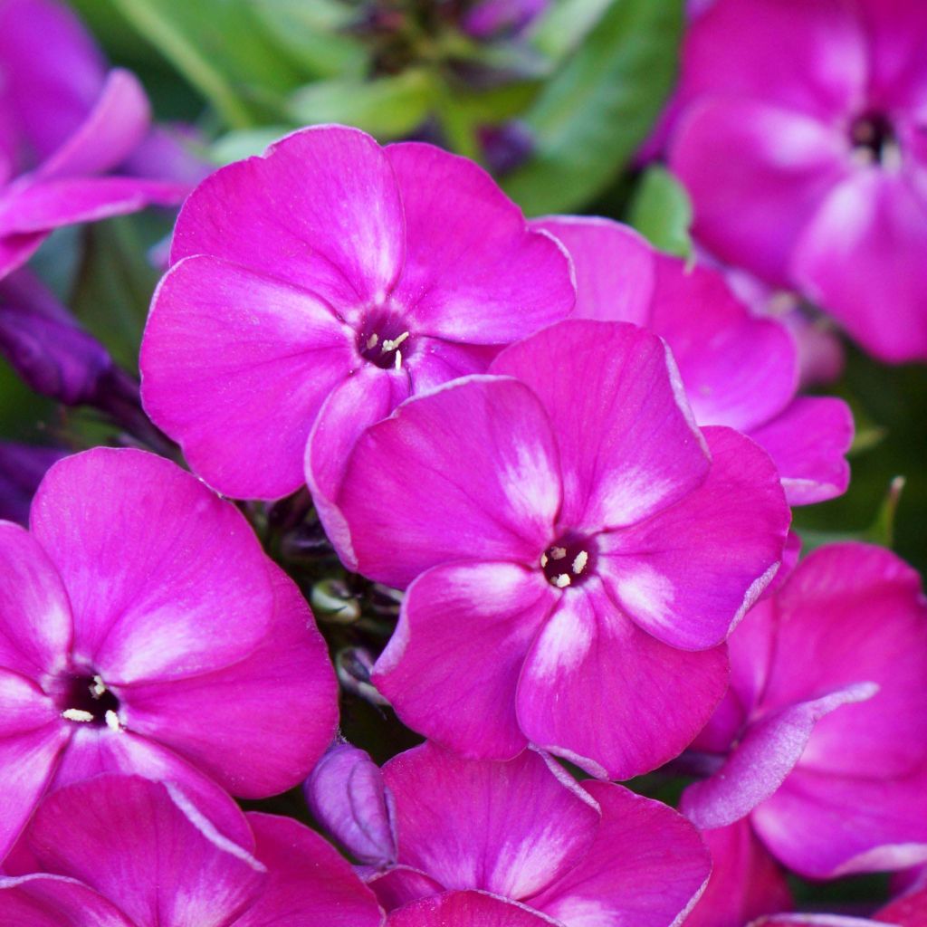 Hohe Flammenblume Bambini Desire - Phlox paniculata