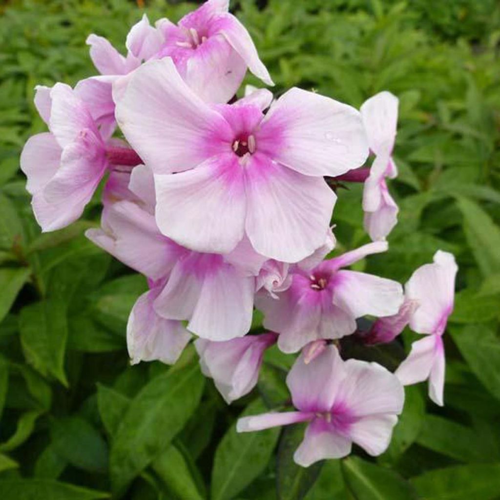 Hohe Flammenblume Bright Eyes - Phlox paniculata