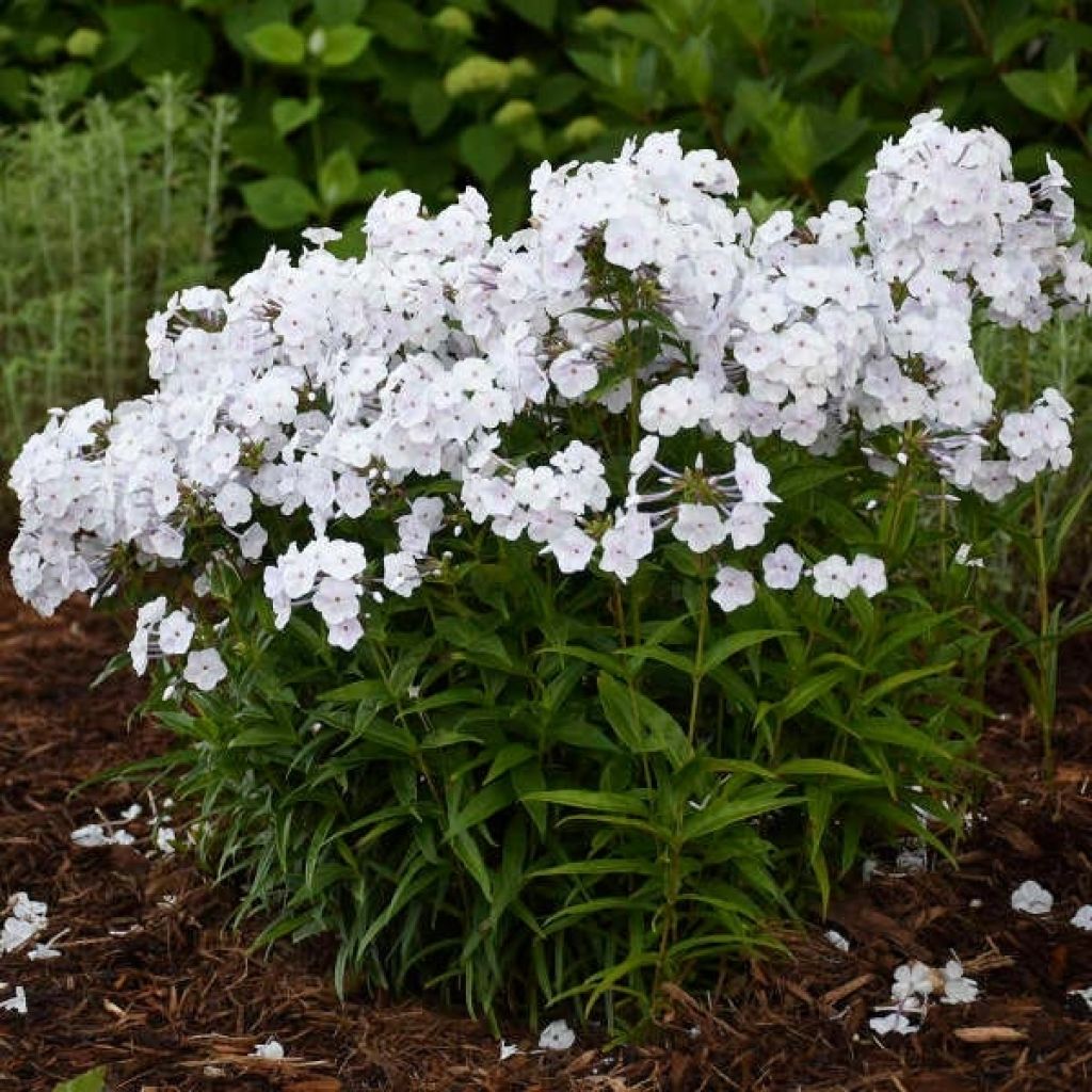 Phlox Fashionably Early Crystal - Phlox hybride