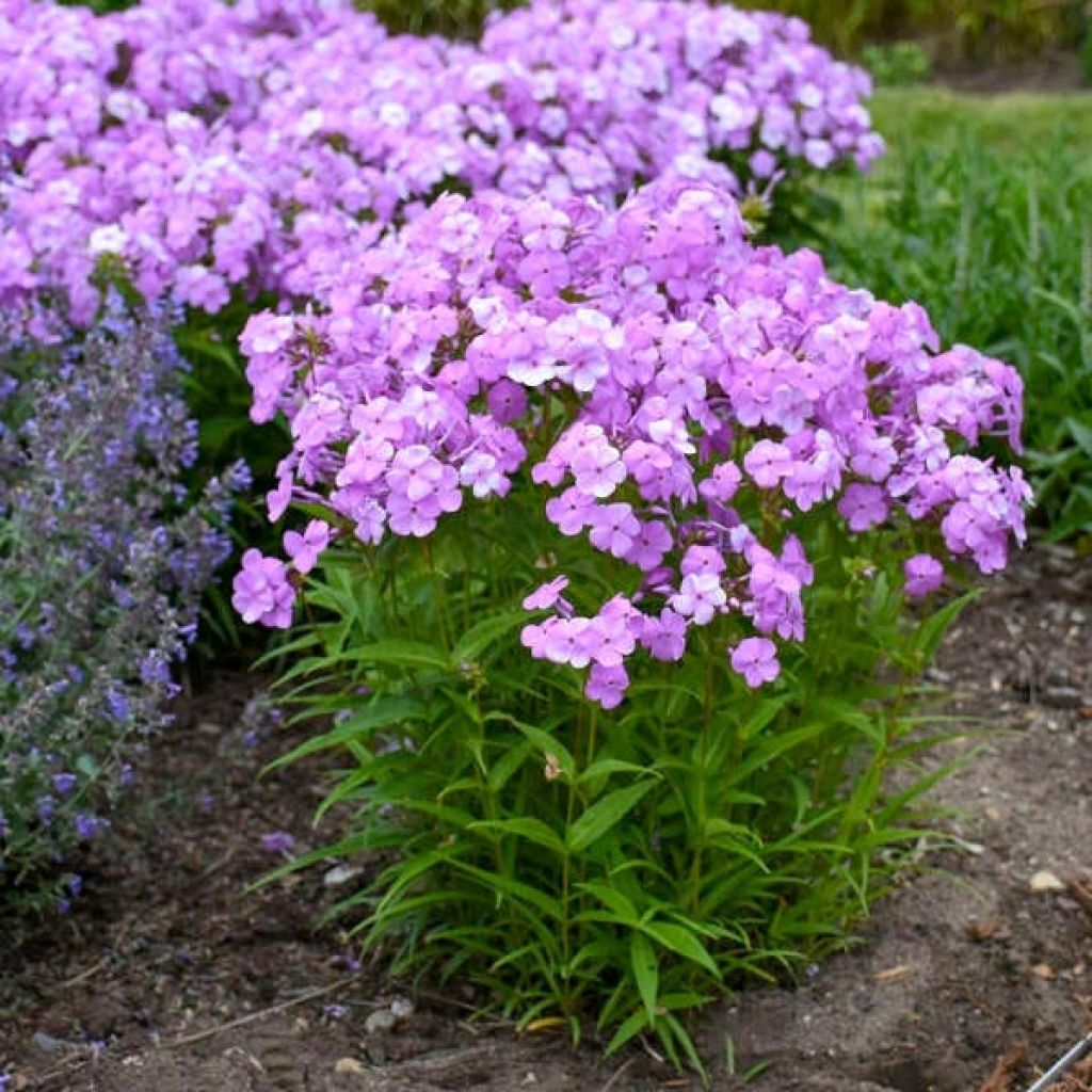 Hohe Flammenblume Fashionably Early Flamingo - Phlox paniculata