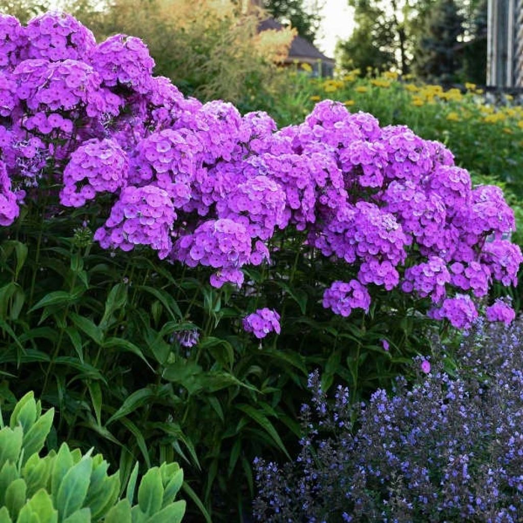 Hohe Flammenblume Fashionably Early Flamingo - Phlox paniculata