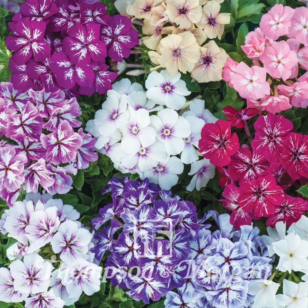 Sommer-Phlox Starry Eyes (Samen) - Phlox