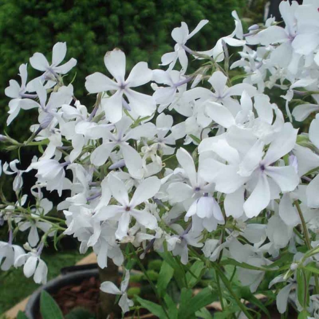 Wald-Phlox White Perfume - Phlox divaricata