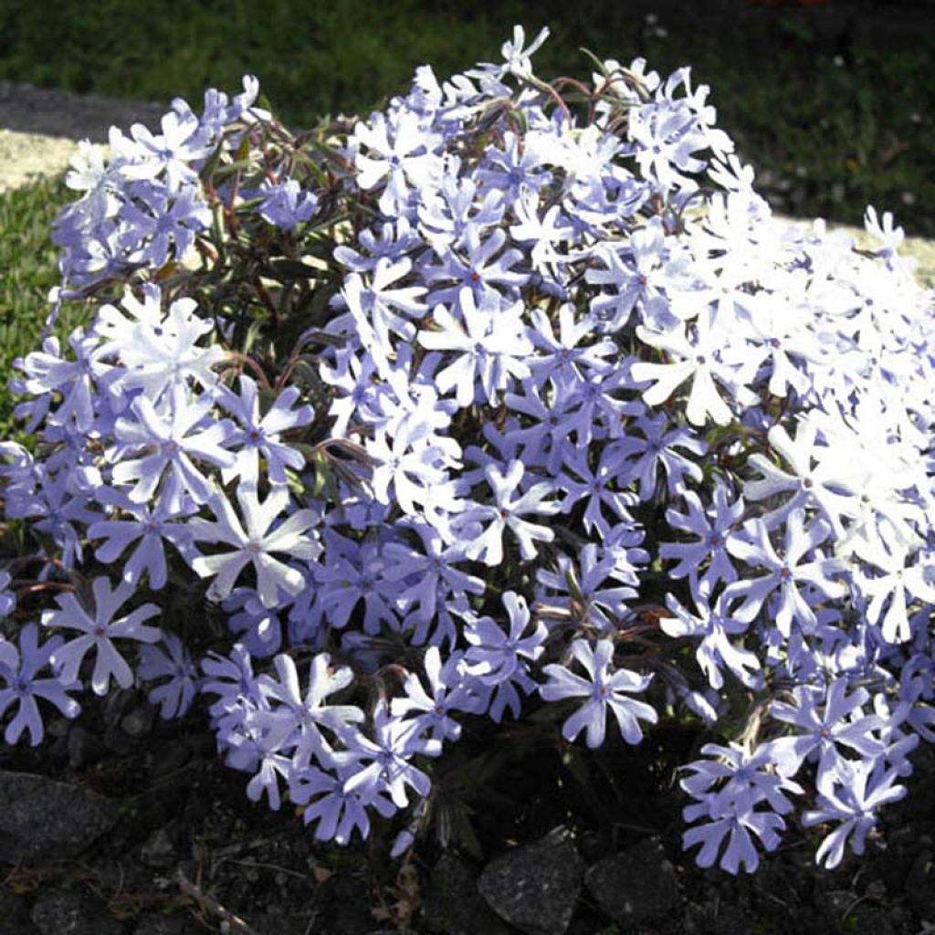 Zweispaltiger Phlox Minima Colvin - Phlox bifida