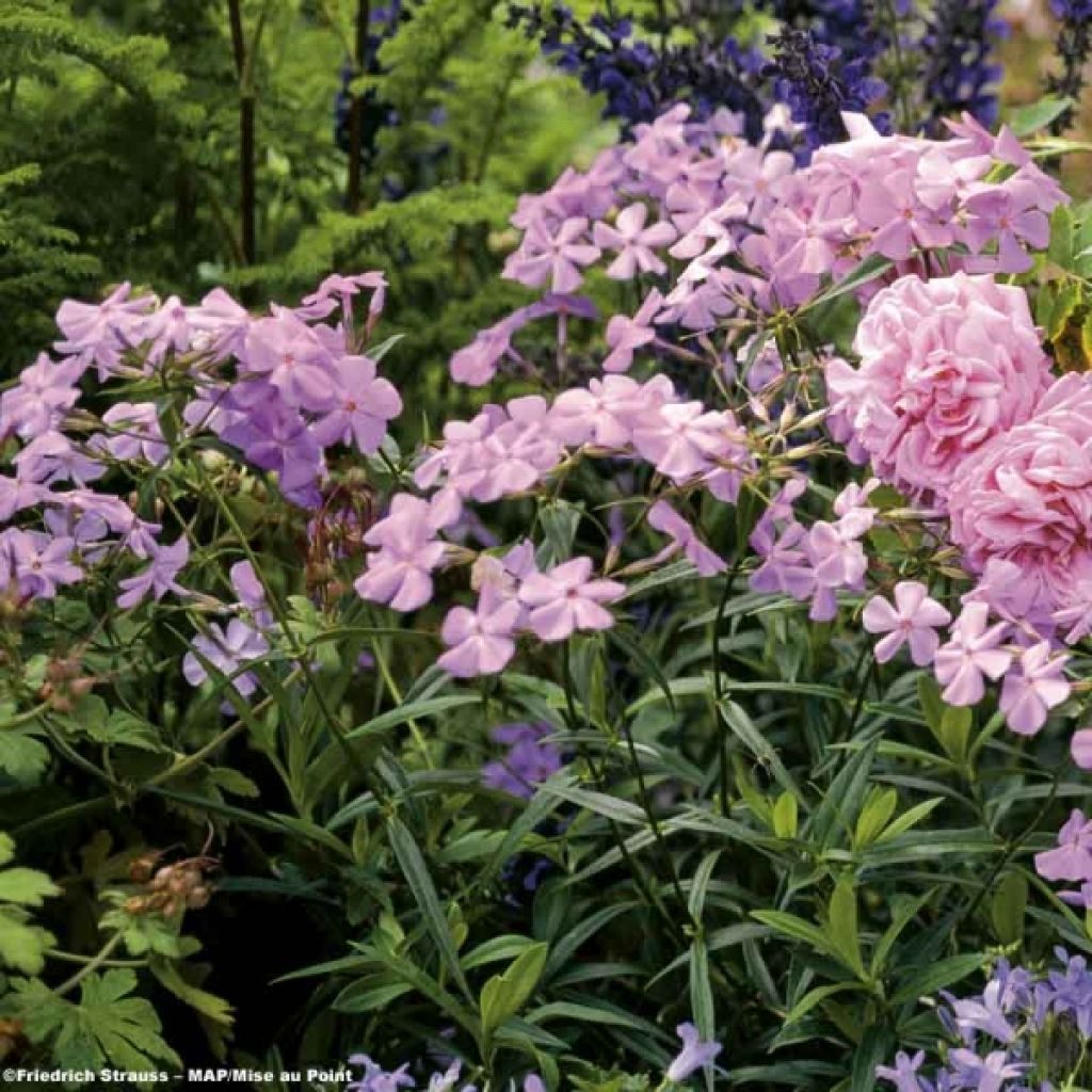 Wiesen-Flammenblume Bill Baker - Phlox carolina