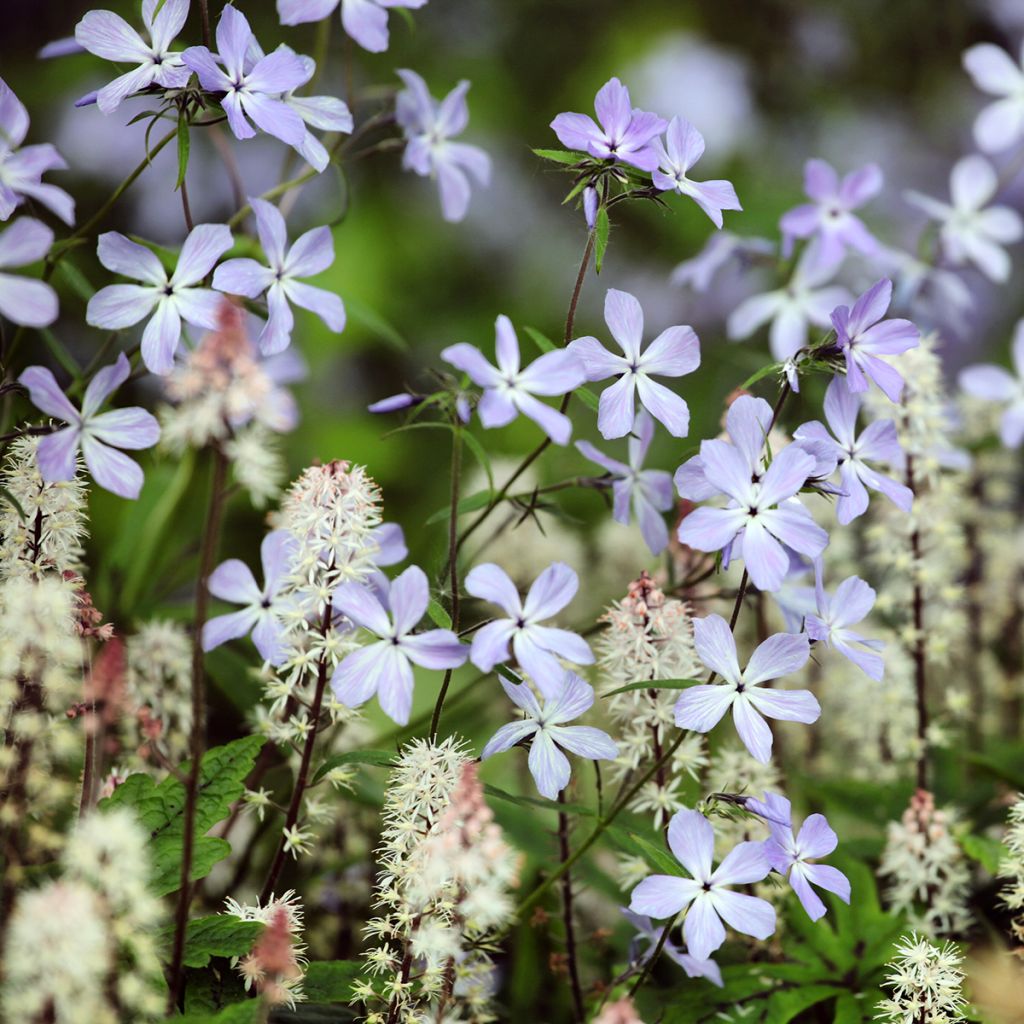 Wald-Phlox Clouds of Perfume - Phlox divaricata