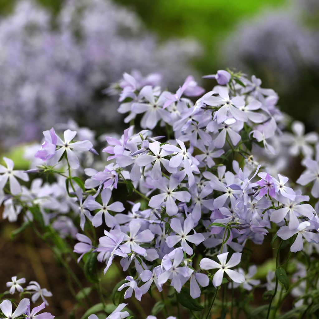 Wald-Phlox Clouds of Perfume - Phlox divaricata