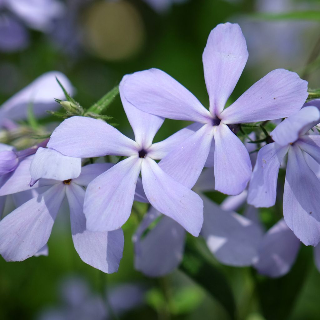 Wald-Phlox Clouds of Perfume - Phlox divaricata